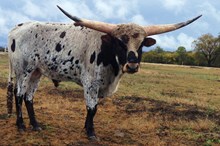 COWBOY DOUBLE BARRELL CHEX