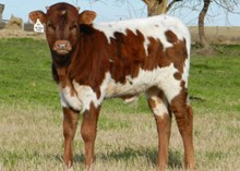 COWBOY CHEX X BL KOKO PUFF BULL CALF