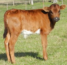 COWBOY CHEX X GL JACK'S LADY ST BULL CALF