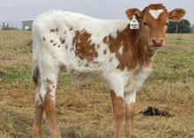 COWBOY CHEX X JBR SESQUICENTENNIAL GAL BULL CALF