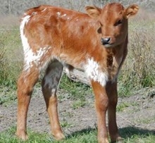 COWBOY CHEX X GR UNLIMITED GUNNERS QUEEN CALF