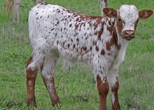 Cowboy Chex x XC Glitz bull calf
