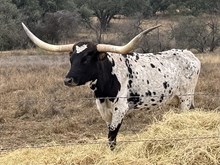 BCR RODEO TARI 806