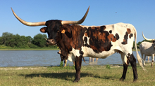 Shadow Cowgirl