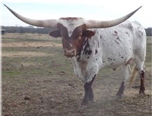 COWBOY HOT T-BONE CHEX